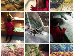 -上海大自然野生昆虫馆(东方明珠·爬宠昆虫探索中心)