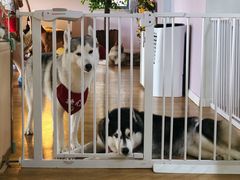 海参-Husky Go! 哈士奇体验馆·宠物咖啡厅狗咖