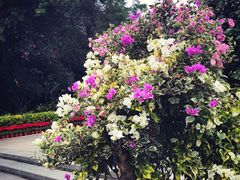 -金鸡山公园