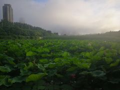 -前关湿地公园