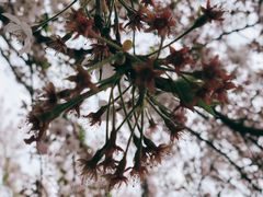 景点-高东镇樱花园