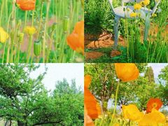 -洪湖湿地生态园