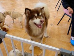 -Let's go狗咖·猫咖·奶狗·桌游(春熙路IFS店)