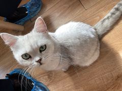 -猫的茶·猫咖