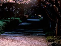 -高东镇樱花园