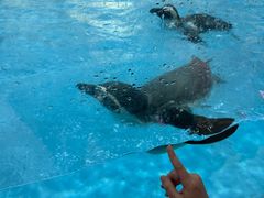 -帝企鹅自助餐厅•儿童岛•真企鹅(长隆企鹅酒店)