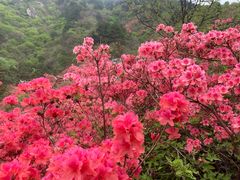 -木兰云雾山