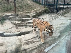 -大连森林动物园