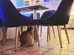 -Sirena海妖日咖夜酒