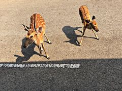 -清迈夜间动物园