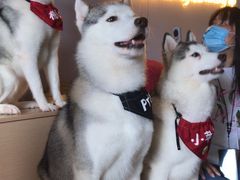-Husky Go! 哈士奇体验馆·宠物咖啡厅狗咖