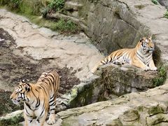 -大连森林动物园