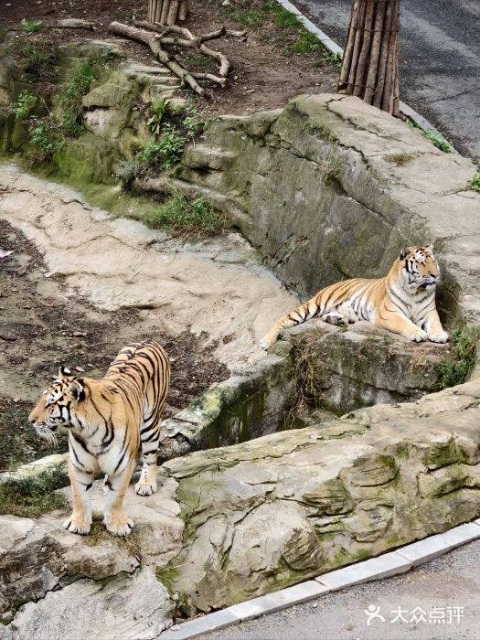 大连森林动物园图片