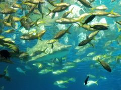 -瑞普利水族馆