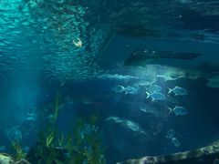 -暹罗海洋世界