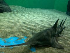 -上海海洋水族馆