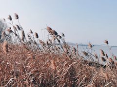 -上海滨江森林公园