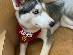 -Husky Go! 哈士奇体验馆·宠物咖啡厅狗咖