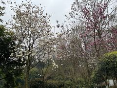-龙头寺公园