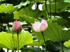 -荔湾湖公园
