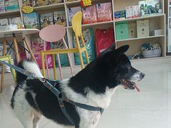 -乐琪宠物医院·犬猫专科·骨外科·急重症