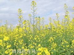 -光明小镇欢乐田园