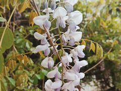 -北京大学燕东园