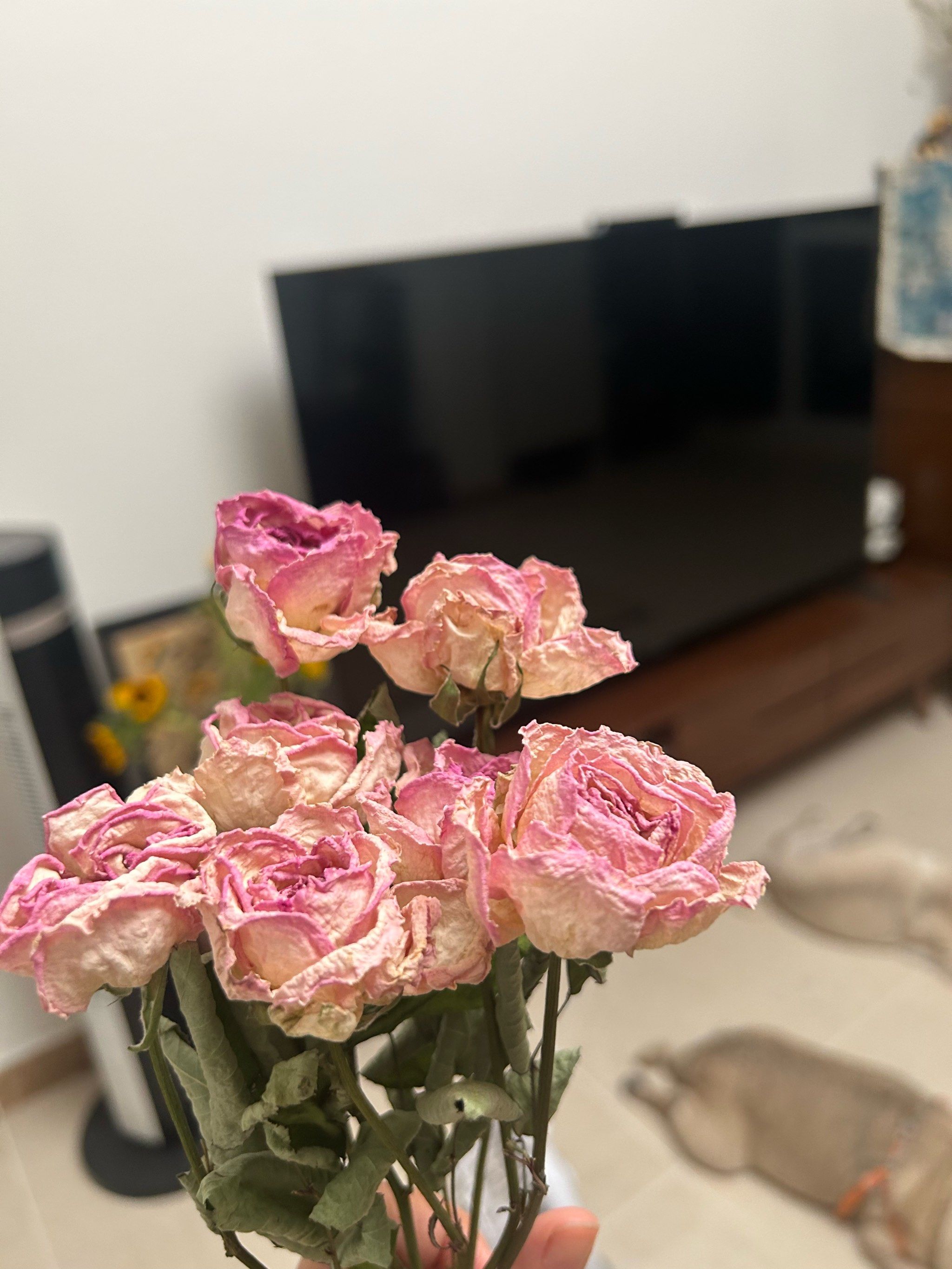 玫瑰做成干花也一样的漂亮