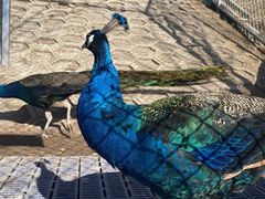 -北京鹿世界主题园