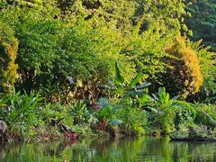 -深圳仙湖植物园
