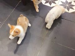 -熊小胖宠物生活馆(天华园店)
