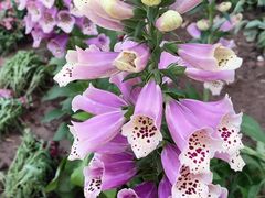 -石家庄市植物园