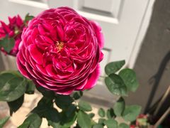 -双季花艺园艺市场(浦东店)