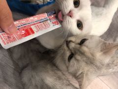 -BABIT巴比特宠物(MOMOPARK店)