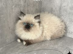 -小猫来了·猫舍(红山六九七九店)