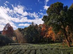 -野蔓果·山野菜(西湖景区·龙井茶田店)