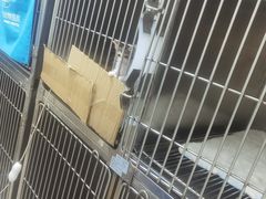 -芭比堂动物医院(广州爱宠下渡路分院)