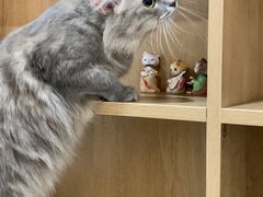 -艾贝尔宠物医院·24H转诊中心·肿瘤猫专科(江宁双龙店)