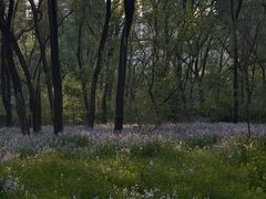 -长白岛森林公园