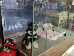-FAELING PETS美天灵宠物(富力广场店)