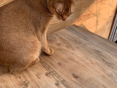 -猫小院猫主题咖啡厅(北锣店)