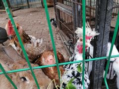 -大鹅岛绿色生态美食园