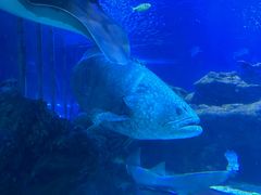 -太平洋海底世界