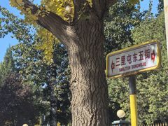 -三里屯东五街银杏大道