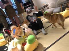 -逗柴咖啡屋·狗咖猫咖宠物桌游