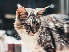 -瞄一喵猫咖(格力海岸店)