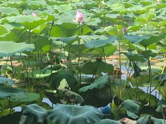 -洪湖生态旅游区