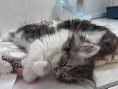 -1013 PET SHOP精品宠物商店(丁香店)