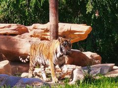 -北京野生动物园