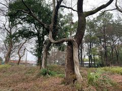 -东湖磨山景区